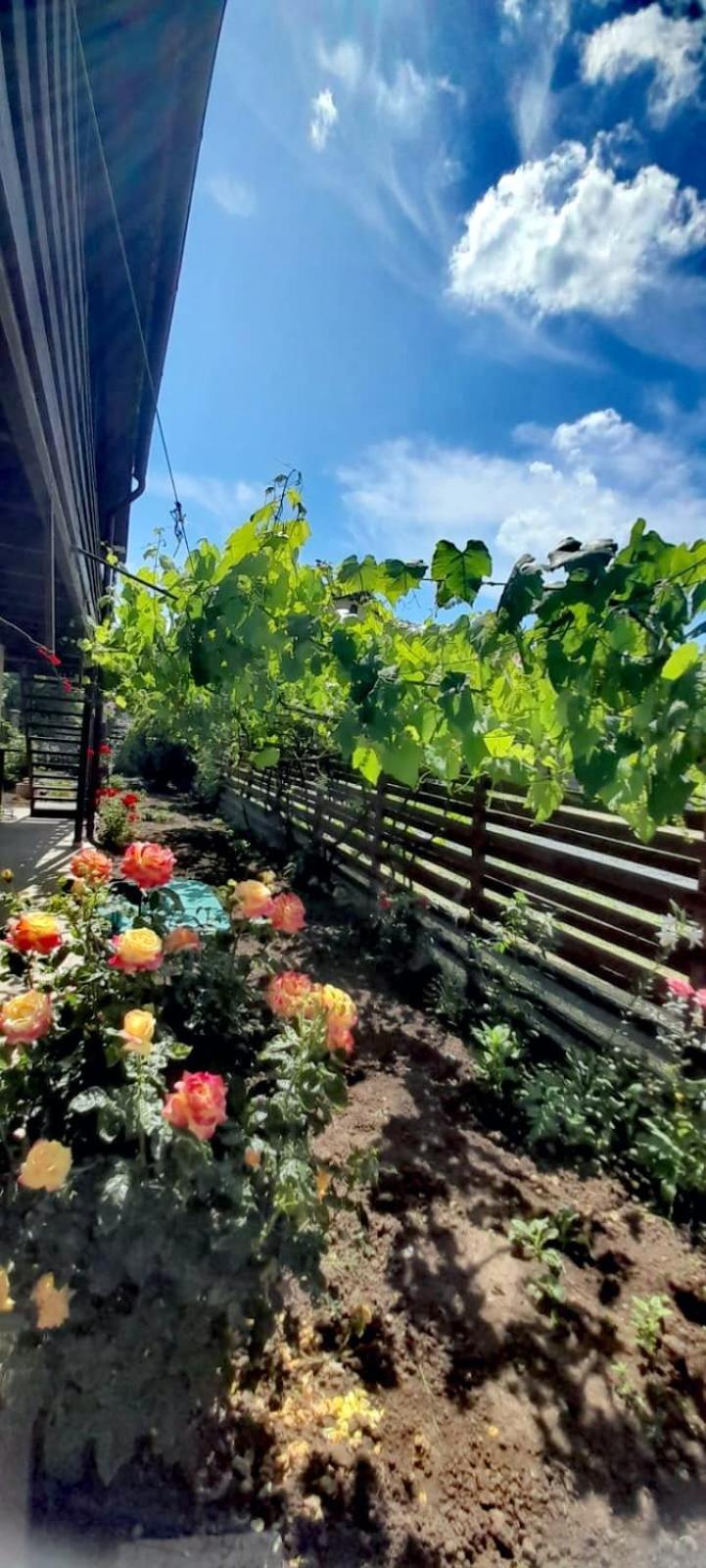 Appartamento Casa Calin Vama Veche Esterno foto